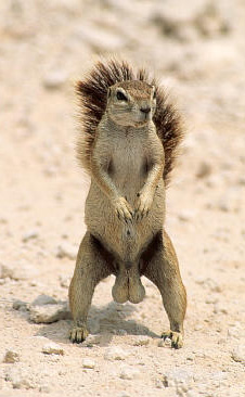squirrelnutszippers.jpg